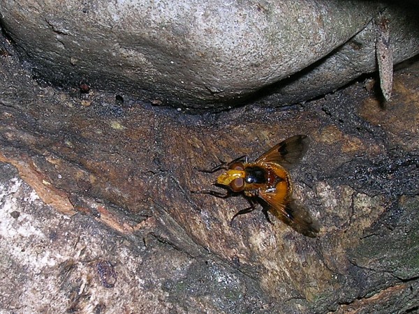 Volucella cf. inflata